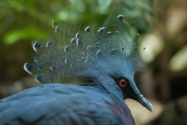 维多利亚加冠鸽 — 图库照片