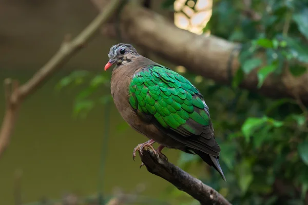 Common emerald dove — Stock Photo, Image