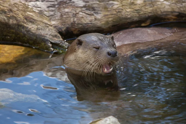 Loutre d'Eurasie (Lutra lutra lutra) ). — Photo