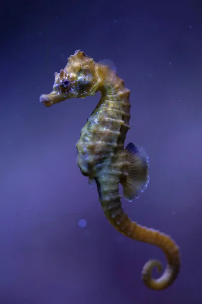 Short-snouted seahorse — Stockfoto