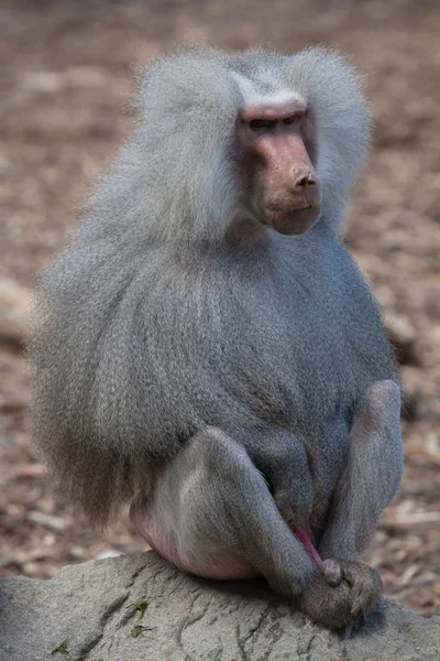 Hamadryas baboon (Papio hamadryas) — Stok Foto