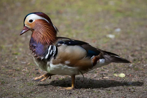 Мандаринская утка (Aix galericulata). — стоковое фото