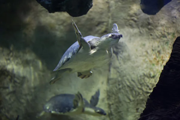 Pig-nosed turtle (Carettochelys insculpta) — Stock Photo, Image