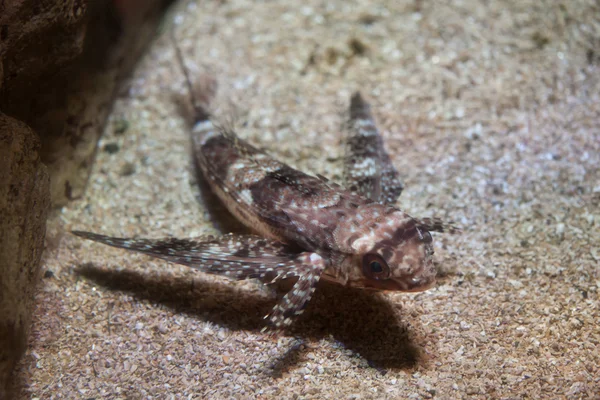 Flying gurnard (Dactylopterus volitans). — Stock Photo, Image