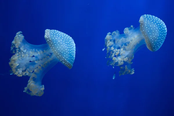 White-spotted jellyfish (Phyllorhiza punctata). — Stock Photo, Image