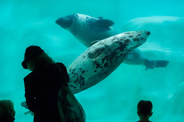 Bezoekers observeren als de grijze zeehonden — Stockfoto