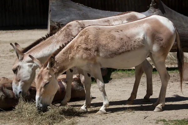 Persian onagers (Equus hemionus onagers) — Stock Photo, Image