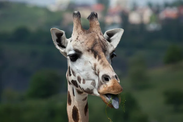 Rothschild-giraffe (giraffa camelopardalis rothschildi). — Stockfoto