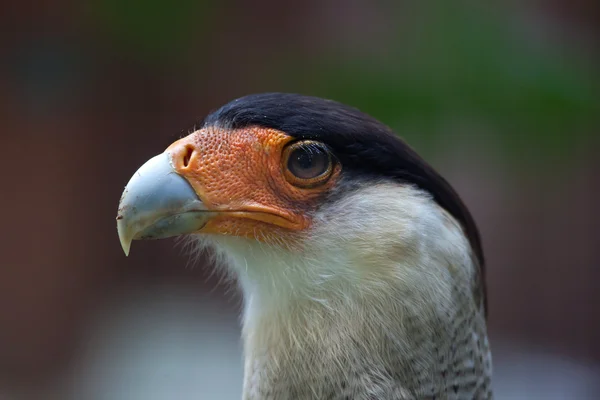 Caracara-de-crista — Fotografia de Stock