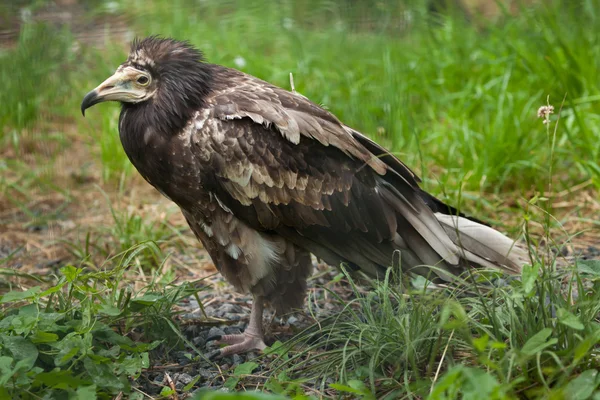 Buitre egipcio (Neophron percnopterus). — Foto de Stock