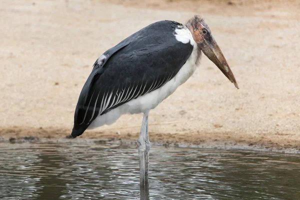 Marabut leylek (Leptoptilos crumenifer). — Stok fotoğraf