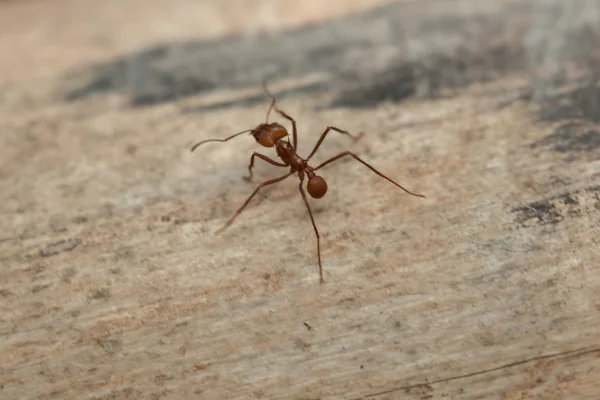 Formiga-cortador (Atta sexdens ). — Fotografia de Stock