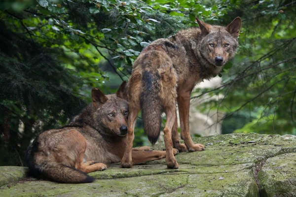 Iberyjskiego Wilków (Canis lupus signatus). — Zdjęcie stockowe