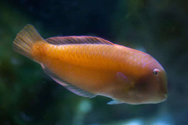 Pearly razorfish (Xyrichtys novacula) — Stock Photo, Image