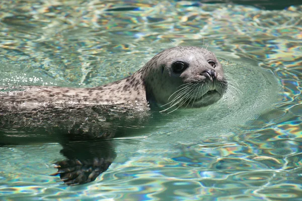 Hafenrobbe (Phoca vitulina)) — Stockfoto