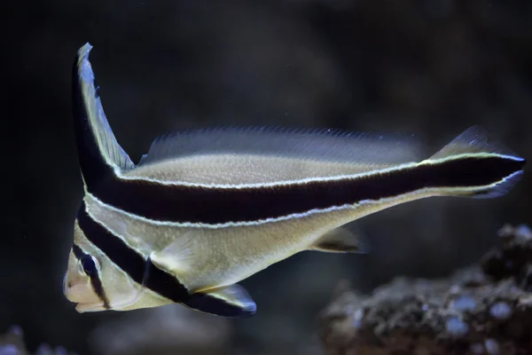 Klappmesser-Fisch (equetus lanceolatus)). — Stockfoto