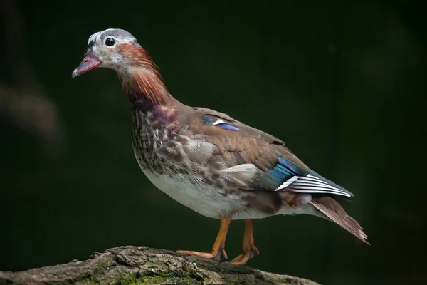 Mandarin duck (Aix galericulata).). — стокове фото