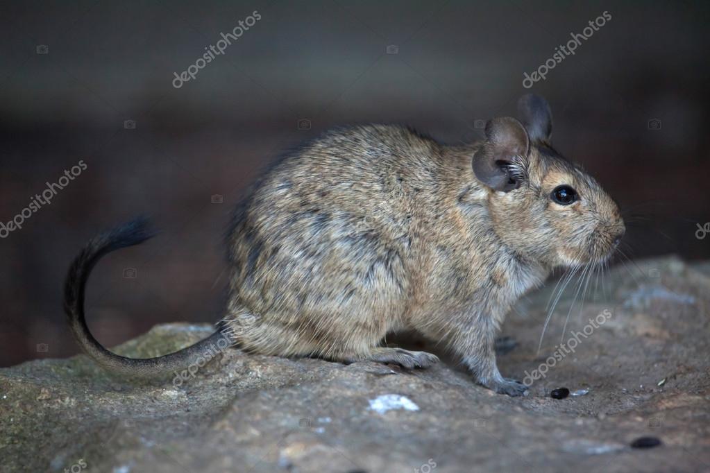 Degu (Octodon — Stock Photo © wrangel #125647512