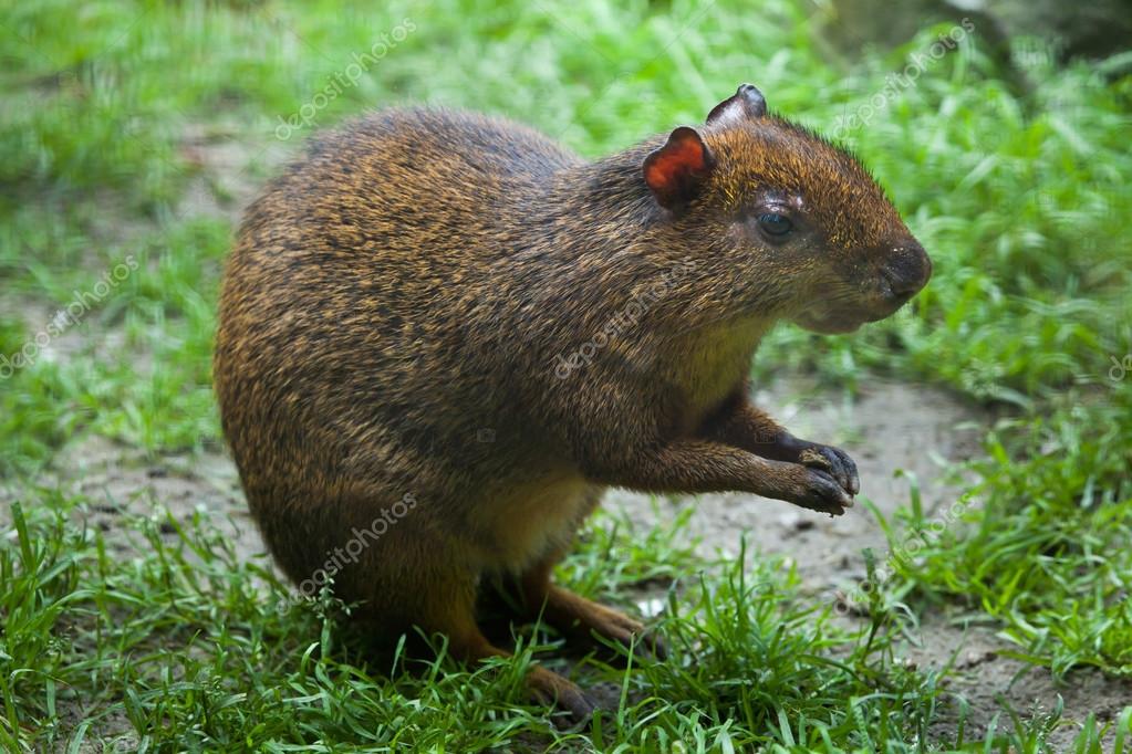 中央アメリカの Agouti ストック写真 C Wrangel 中央アメリカの Agouti ストック写真 C Wrangel