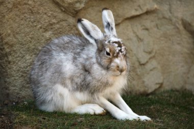Mountain hare (Lepus timidus), also known as the white hare. clipart