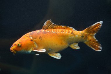 Koi sazan balığı (Cyprinus rubrofuscus), Japon süs balığı olarak da bilinir.. 
