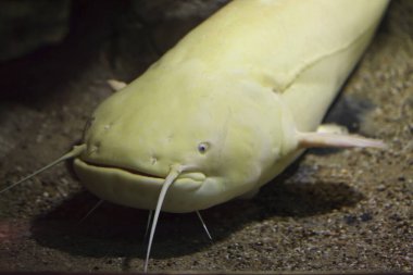 Yayın balığı (Silurus glanis), Sheatfish olarak da bilinir..