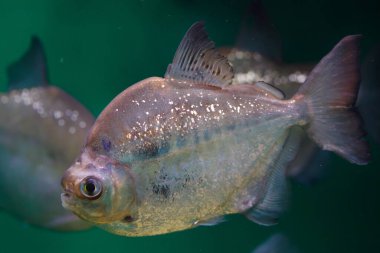 Gümüş Dolar (Metynnis Argenteus), gümüş dolar olarak da bilinir..