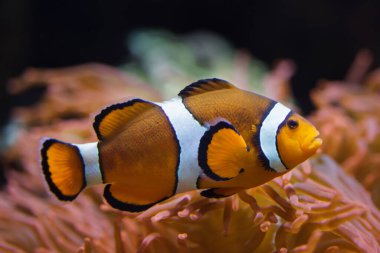 Ocellaris palyaço balığı (Amphiprion ocellaris) ya da sahte perküla palyaço balığı, muhteşem deniz şakayığında yüzer (Heteractis magnifica).).