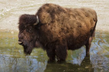Wood bison (Bison bison athabascae), also known as the mountain bison.  clipart