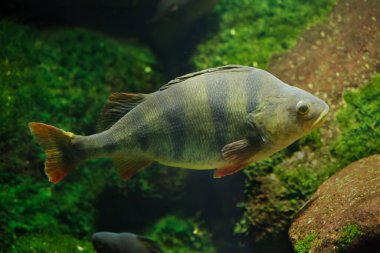 Avrupa levreği (Perca fluviatilis). Tatlı su balığı..