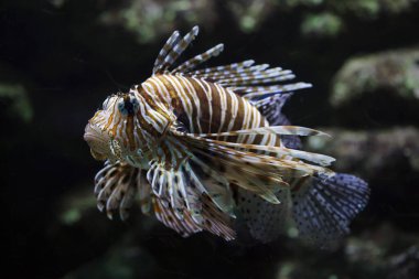 Kırmızı aslanbalığı (Pterois volitans). Tropik zehirli balıklar.. 
