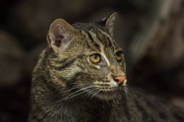 Balıkçı kedi (Prionailurus viverrinus). Vahşi yaşam hayvanı..