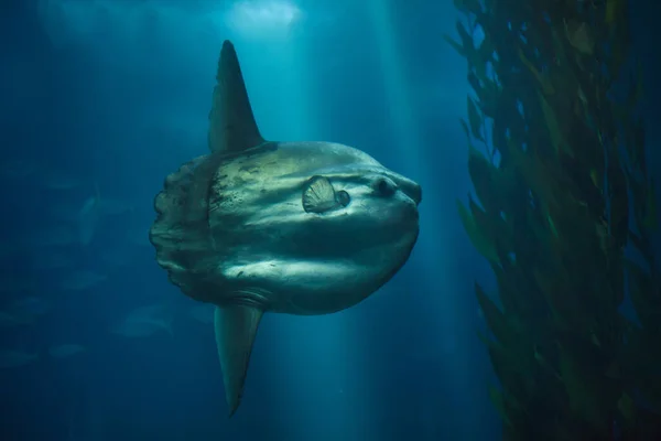 Havssolfisk Mola Mola Även Känd Som Den Vanliga Molan — Stockfoto