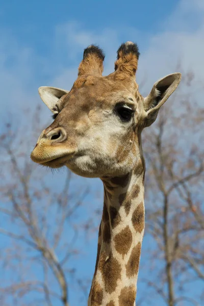 Girafa Angolana Giraffa Camelopardalis Angolensis Também Conhecida Como Girafa Namíbia — Fotografia de Stock