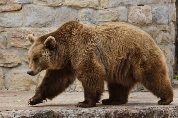 Brunbjörn Ursus Arctos Vilda Djur — Stockfoto