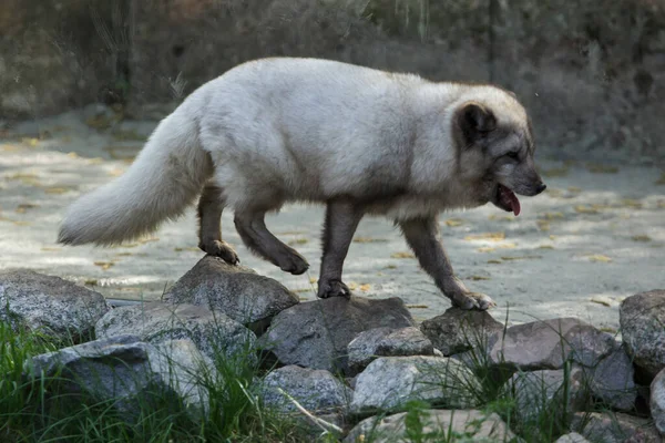 北极狐 Vulpes Lagopus 也被称为北极熊 — 图库照片