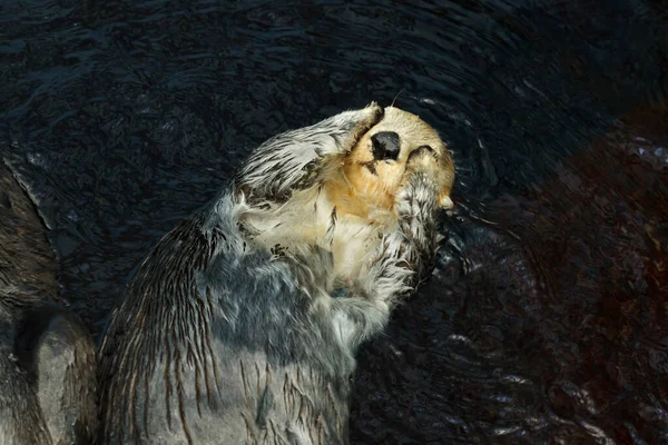 Lontra Marinha Enhydra Lutris Nadando Mar — Fotografia de Stock