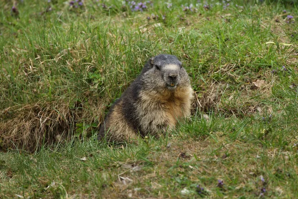 Alpine Marmot Marmota Marmota Wildlife Animal — Stock Photo, Image