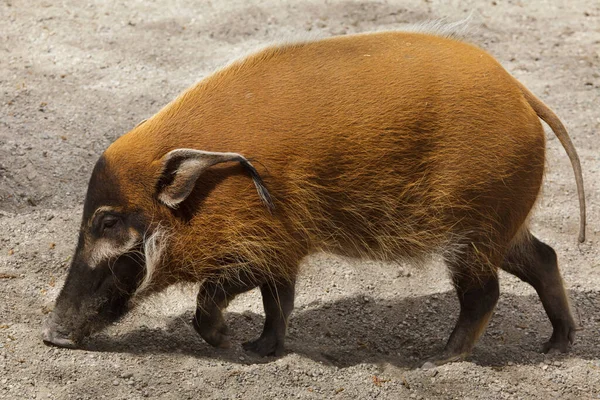 Rood Riviervarken Potamochoerus Porcus Ook Bekend Als Het Bosvarken — Stockfoto