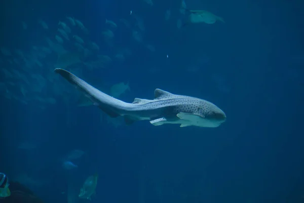 Zebra Shark Stegostoma Fasciatum Marine Fish — Stock Photo, Image