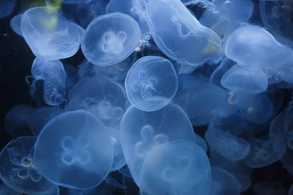 Meduse Lunari Del Pacifico Aurelia Labiata — Foto Stock