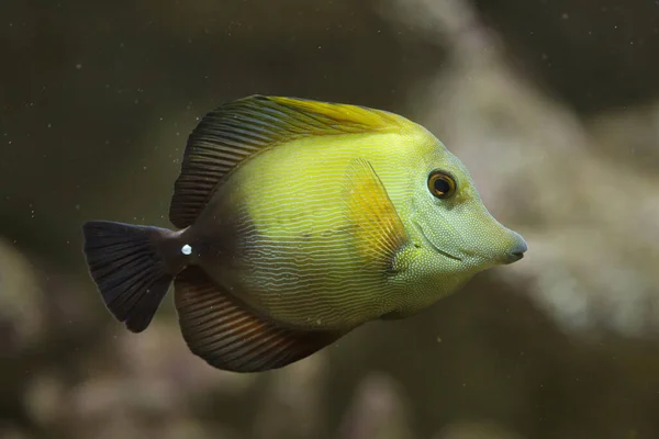 Brown Tang Zebrasoma Scopas Also Known Brown Surgeonfish — Stock Photo, Image