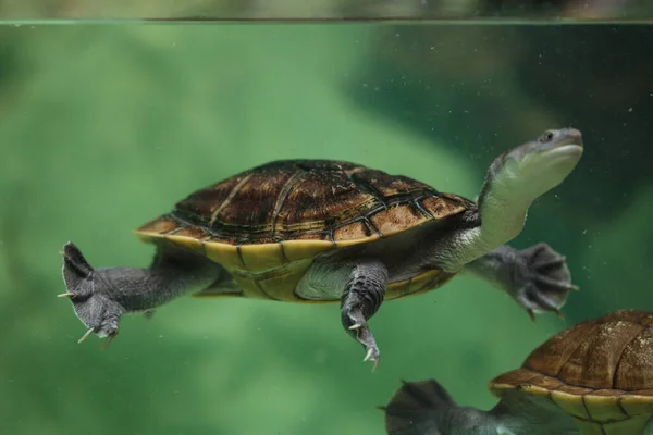 Roti Island Snake Necked Turtle Chelodina Mccordi Also Known Mccord — Stock Photo, Image