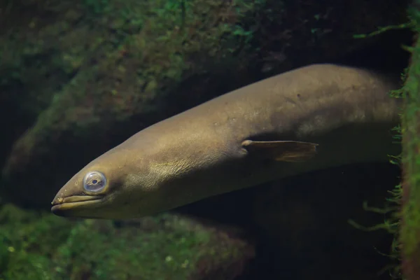 European Eel Anguilla Anguilla Freshwater Snake Fish — Stock Photo, Image