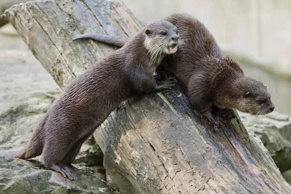 Oosterse Kleine Otter Amblonyx Cinereus Ook Bekend Als Aziatische Kleine — Stockfoto