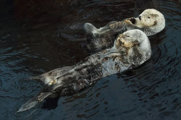 Sea Otters Enhydra Lutris Swimming Sea — Stock Photo, Image