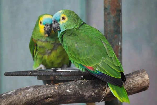 Amazona Aestiva Também Conhecida Como Papagaio Frentes Azuis — Fotografia de Stock