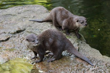 Doğulu küçük pençeli su samuru (Amblonyx cinereus), ayrıca Asyalı küçük pençeli su samuru olarak da bilinir.. 