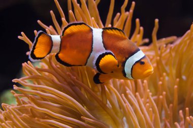 Ocellaris palyaço balığı (Amphiprion ocellaris) ya da sahte perküla palyaço balığı, muhteşem deniz şakayığında yüzer (Heteractis magnifica).).