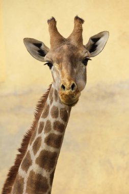 Angolan zürafası (Giraffa camelopardalis angolensis), Namibya zürafası olarak da bilinir..